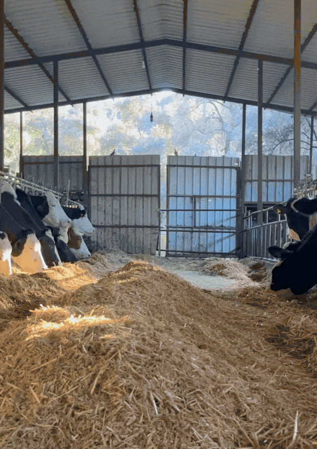 JAMP: Jurnal Agribisnis dan Manajemen Peternakan